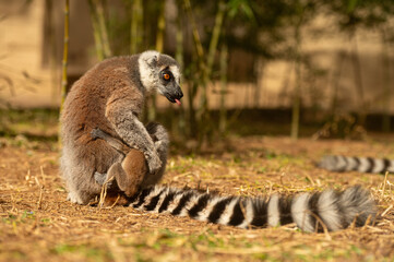 Mummy lemur breastfeeding her baby. Lemur catta