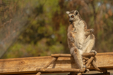 Fototapeta premium Picture of a cute and funny lemur sitting on a log. Lemur catta