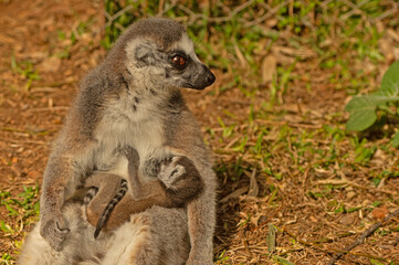Fototapeta premium Mummy lemur breastfeeding her baby. Lemur catta
