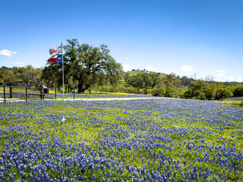 Profusion of Wildflowers, predominately Blue Bonnets on the roadsides during Texas in Spring