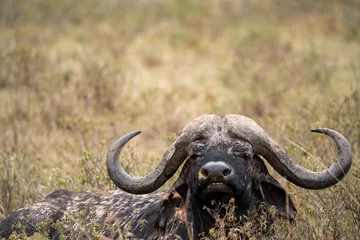 Papier Peint photo autocollant Parc national du Cap Le Grand, Australie occidentale Masai Mara kenya buffalo portrait
