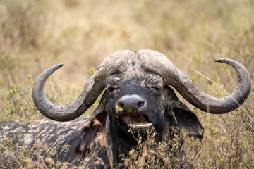 Cercles muraux Parc national du Cap Le Grand, Australie occidentale Masai Mara kenya buffalo portrait