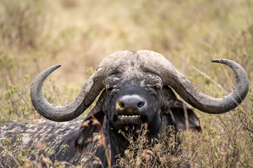 Photo sur Plexiglas Parc national du Cap Le Grand, Australie occidentale Masai Mara kenya buffalo portrait