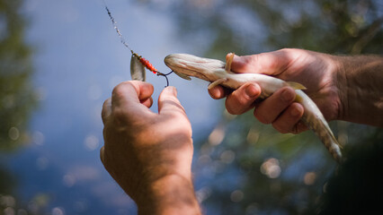 Sports fisherman's hands holding a fish caught on the fishing hook, releasing it gently into the...