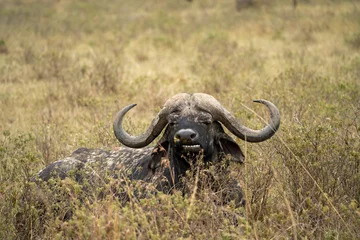 Photo sur Plexiglas Parc national du Cap Le Grand, Australie occidentale Masai Mara kenya buffalo portrait