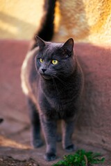 Black cat stands near a brick wall, gazing intently into the distance