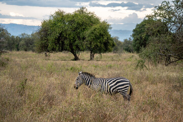 African Zebra in the kenyan savanna