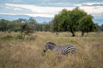 African Zebra in the kenyan savanna