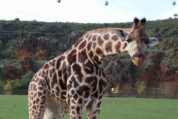 African giraffe grazing on a green field in Cantabria, Spain