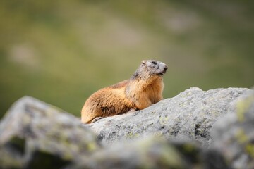 Marmota marmota latirostris atop a large rock in a park setting