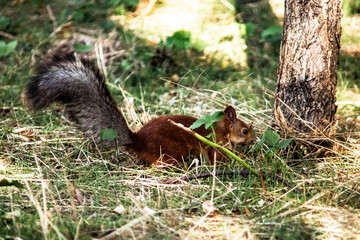 Naklejka na ściany i meble A squirrel with a nut buries a nut in the grass 