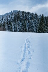 Footsteps on fresh snow in a picturesque winter landscape, with a majestic forest in the background