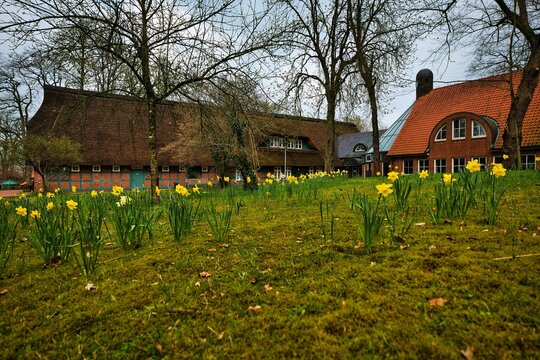 Green field of bright yellow daffodils between two rustic buildings