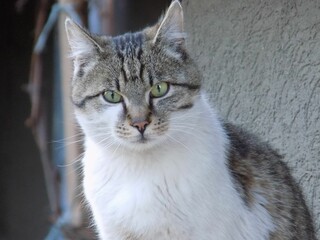 Gray and white domestic cat looking at the camera with its green curious eyes.