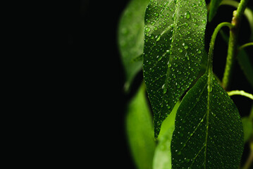 Several leaves of a young plant in drops of water