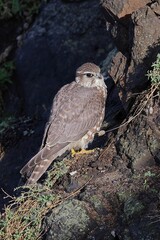 Closeup shot of a merlin perched on the cliff face