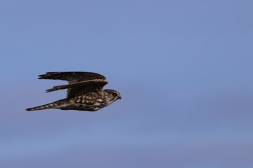 Majestic merlin soaring through the sky, Falco columbarius