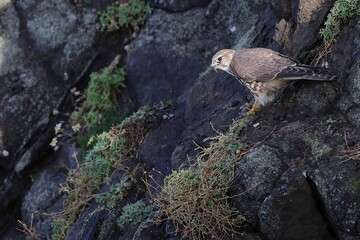 Merlin with prey on the cliff edge