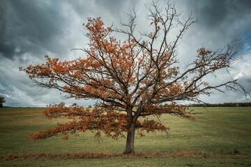 Lonely tree with vibrant autumn foliage against a dramatic cloudy sky