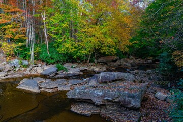 View of Babcock State Park in West Virginia features a creek surrounded by fallen leaves