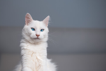 Portrait of white Main Coon kitty cat with blue eyes.