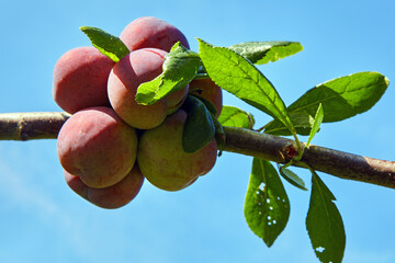 Large plum fruits on a tree branch against a blue sky on a sunny summer day