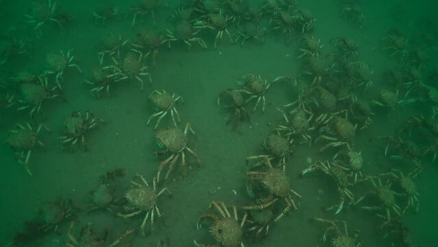 Group of crabs walking on sand, top-down view, wide shot. Other shots of the same scene are available in my gallery.