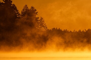 a picture of an orange sunlit, some trees and fog