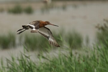 Closeup of a Black-Tailed Godwit flying over a lake