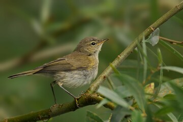 Closeup of a Chiffchaff perched on a tree branch
