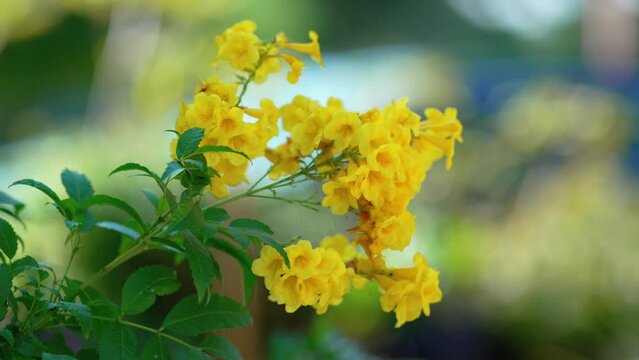 Shallow focus of the light wind moving the yellow elder flowers on a sunny day with blur background
