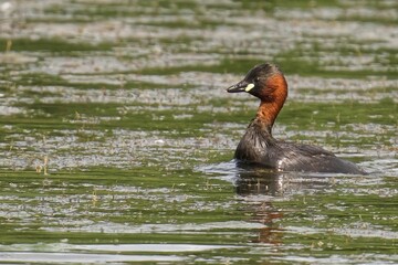 Closeup of a Little Grebe flying over a lake