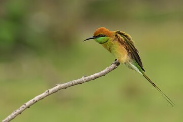 Closeup of a Green Bee-eater perched on a branch