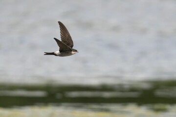 Closeup of a House Martin flying over a lake
