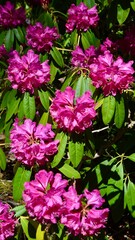 A closeup of brightly colored rhododendron blossoms in the garden