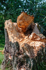 Broken tree trunk by a storm in a park