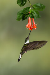 Collared Inca (Coeligena torquata) feeding on tropical flower, Ecuador - stock photo