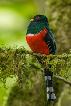 Masked Trogon (Trogon personatus assimilis) perched on a branch in the Tandayapa Valley, Ecuador, South America - stock photo