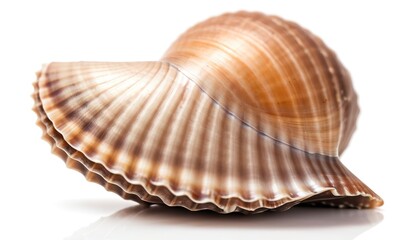 closeup brown seashell isolated on a white background