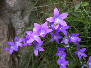 Campanula purple bells in grass by stone wall. Natural composition.