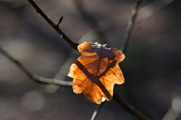 The last dried oak leaf still clings to the branch. The sun shines beautifully through the leaf.