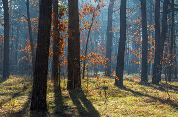 Sunny, spring weather in the forest. There are still last year's leaves on the oak trees, which...