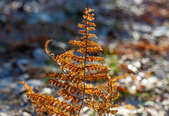 A dried fern is illuminated by the spring sun.