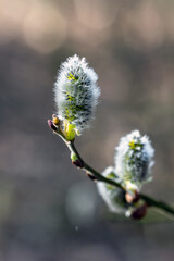 The willow blooms in small, fluffy balls in early spring.