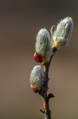 The willow blooms in small, fluffy balls in early spring.