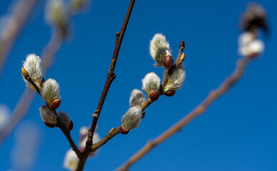 The willow blooms in small, fluffy balls in early spring. © Mykhailo