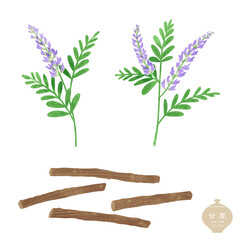生薬のイラスト/ 甘草の花・乾燥した根