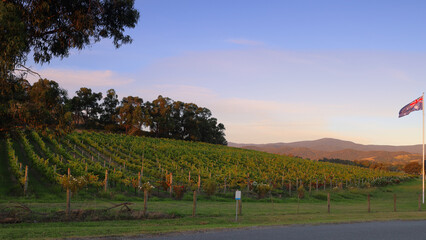Australian flag flying over a vineyard in the Yarra Valley of Victoria, Australia, at sunset