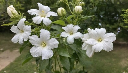 Fototapeta na wymiar Hibiscus white flowers in a natural garden