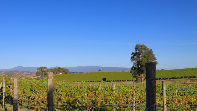 Australian flag flying over a vineyard in the Yarra Valley of Victoria, Australia